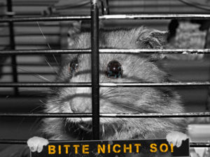 hamster hinter Gitter